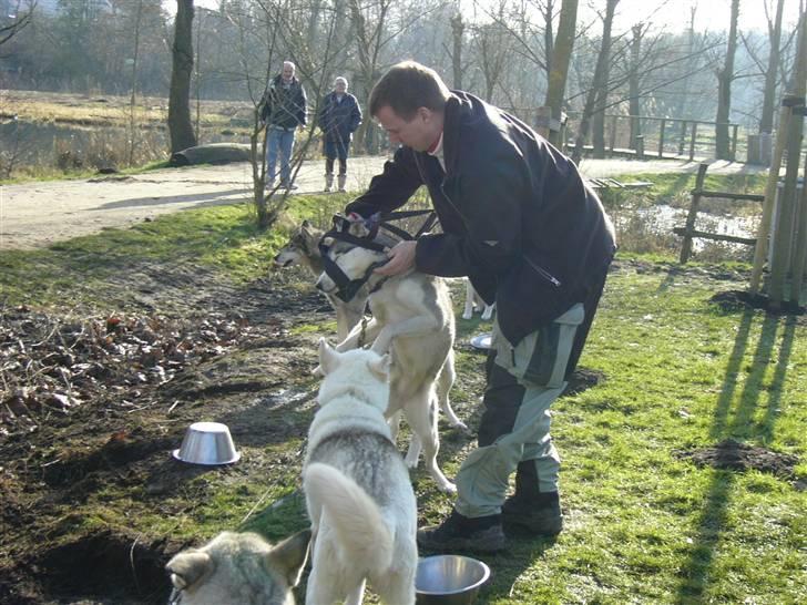Den 10.02.08: Slædehundedag i Odense Zoo - Så fik de seler på og gjort parat til at trække hundevognen billede 2