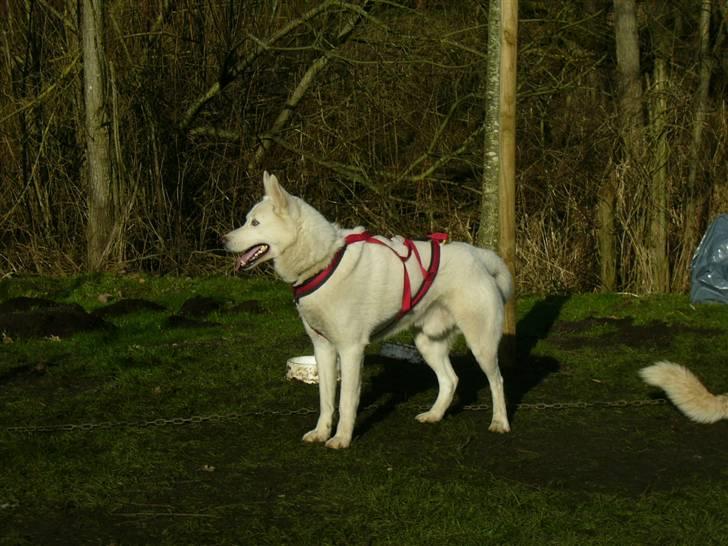 Den 10.02.08: Slædehundedag i Odense Zoo billede 3