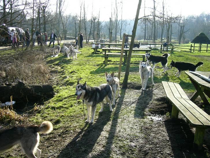 Den 10.02.08: Slædehundedag i Odense Zoo - Huskies i alle farver og størrelser var samlet. billede 4