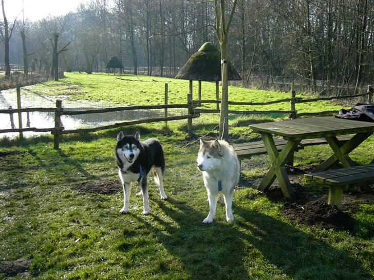 Den 10.02.08: Slædehundedag i Odense Zoo - Og de to "grønlandske huskies" stod lidt for sig selv, så børn kunne komme hen og hyggesnakke med dem. billede 5