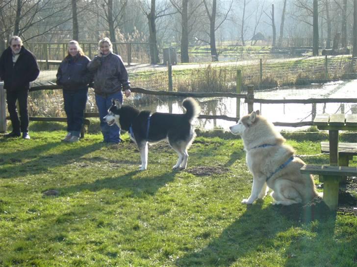 Den 10.02.08: Slædehundedag i Odense Zoo - Charli ville nu gerne med ud og trække.... billede 6