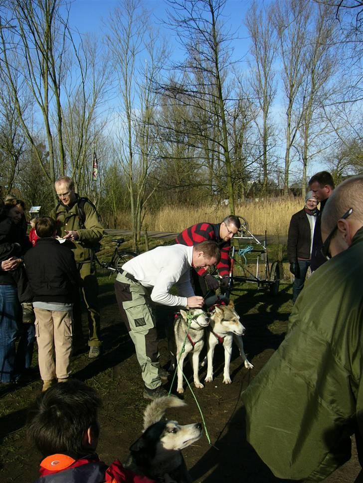 Den 10.02.08: Slædehundedag i Odense Zoo - Så blev der spændt for billede 7