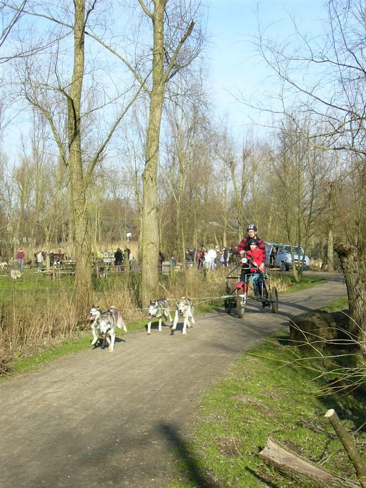 Den 10.02.08: Slædehundedag i Odense Zoo billede 8