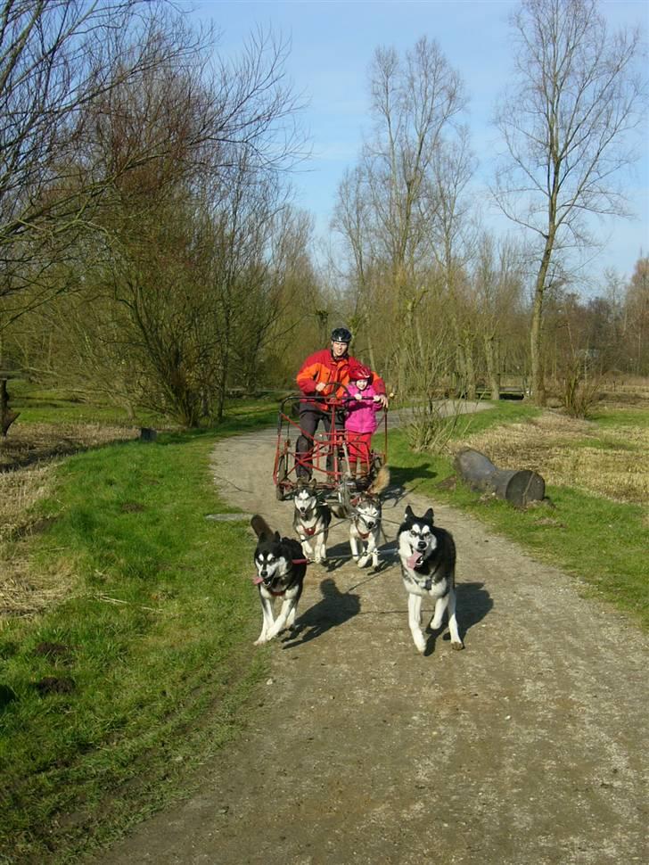 Den 10.02.08: Slædehundedag i Odense Zoo - De kørte omkring 30 ture bare søndag... Ét barn pr. tur - det viser lidt om hvor populært det var. billede 9