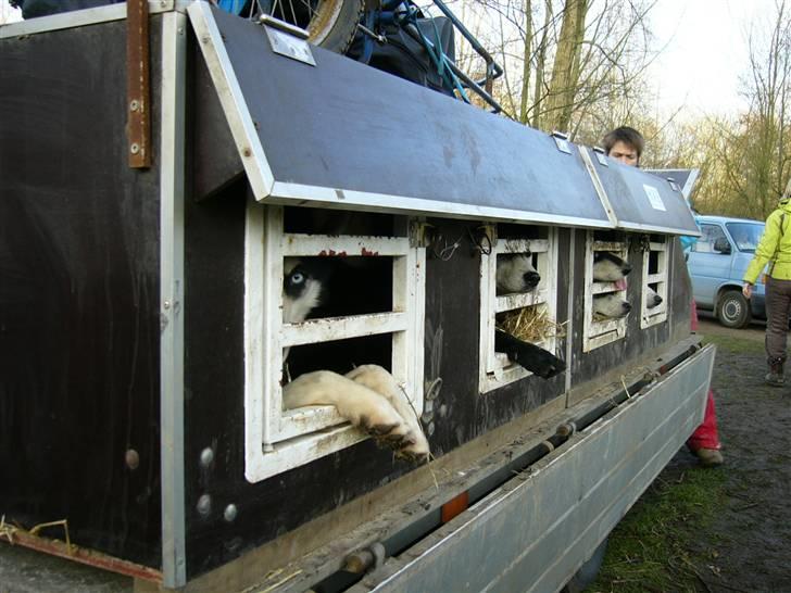 Den 10.02.08: Slædehundedag i Odense Zoo - Velfortjent hvil i transport-boksene billede 10