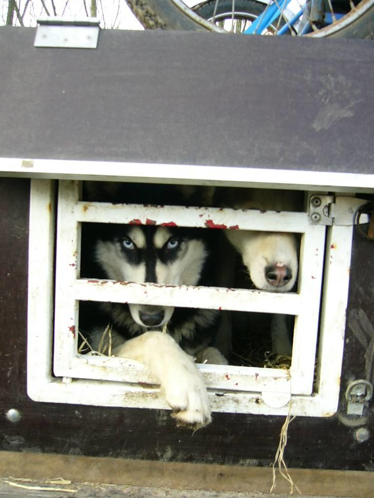 Den 10.02.08: Slædehundedag i Odense Zoo - Meeen nysgerrig som altid... billede 11