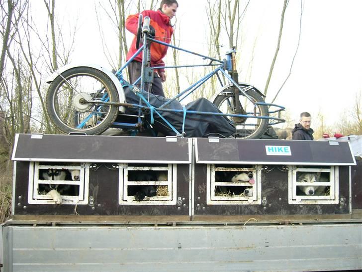 Den 10.02.08: Slædehundedag i Odense Zoo - Praktisk anlagt med hunde nederst og hundevogn spændt fast på taget. billede 12