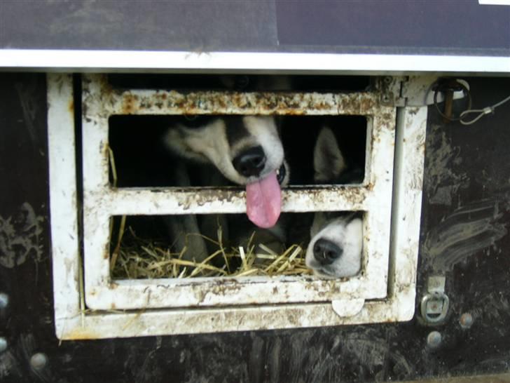 Den 10.02.08: Slædehundedag i Odense Zoo billede 13