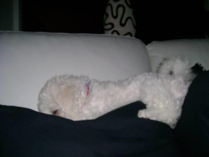 Malou (bichon frisé) - Sove sove sove.... jeg er jo hvalp.. billede 4