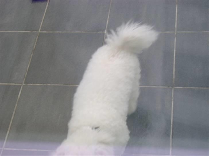 Malou (bichon frisé) - Gå væk kamera... billede 11