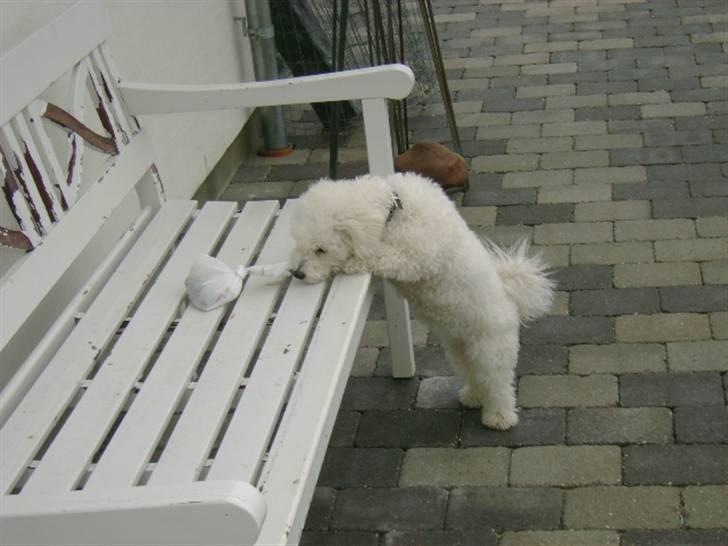 Malou (bichon frisé) - Den pose lugter underligt.. faktisk lidt at mine hømhøm'er... billede 12