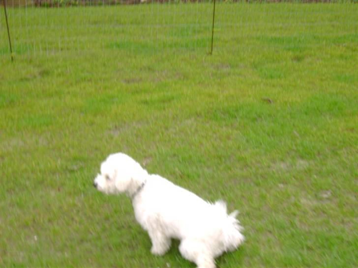 Malou (bichon frisé) - Pueaaaaa... det er dejligt... billede 14