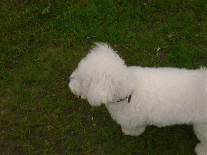 Malou (bichon frisé) - Jeg kigger på den fremmede gravhund der går tur i vores have hver dag.. billede 15