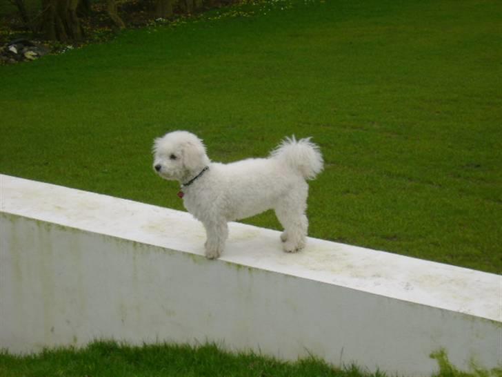 Malou (bichon frisé) - Kigger bare igen.. billede 18