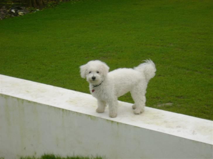 Malou (bichon frisé) - Hva' dælan... tager de nu billeder af mig igen.. billede 19