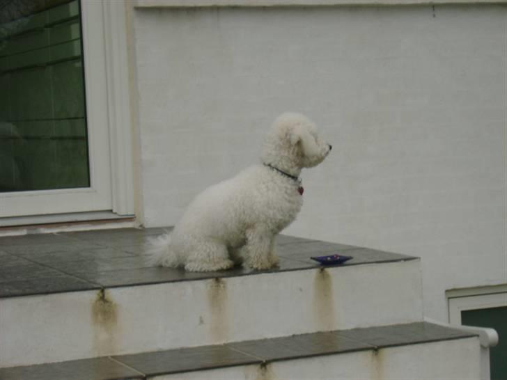 Malou (bichon frisé) - Her lugter af aske.. det er nok jette der har glemt hendes askebæger.... billede 20