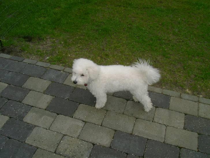 Malou (bichon frisé) - Jeg er fin:-P billede 21