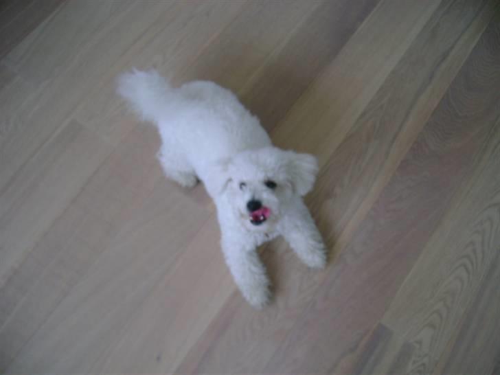 Malou (bichon frisé) - Kan næsten røre min næse med tungen... billede 22