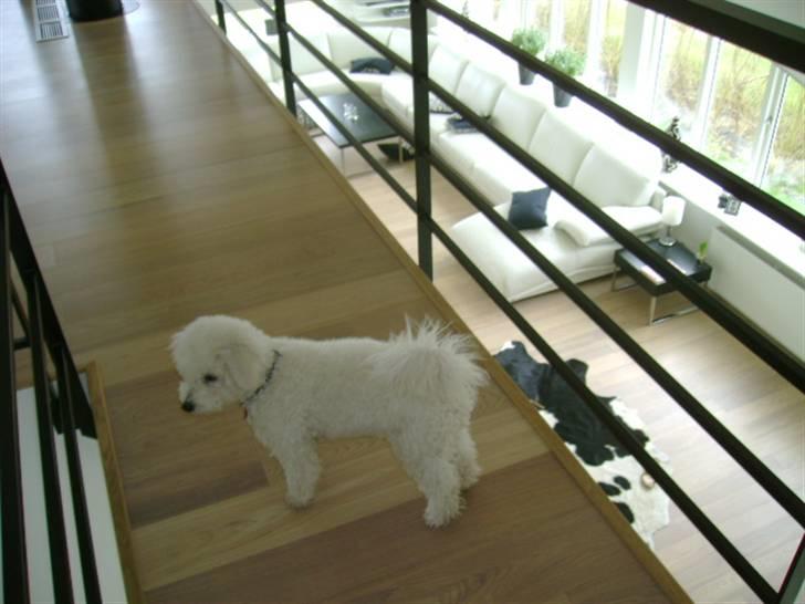 Malou (bichon frisé) - Billede fra tisse/pølle hemsen... billede 23