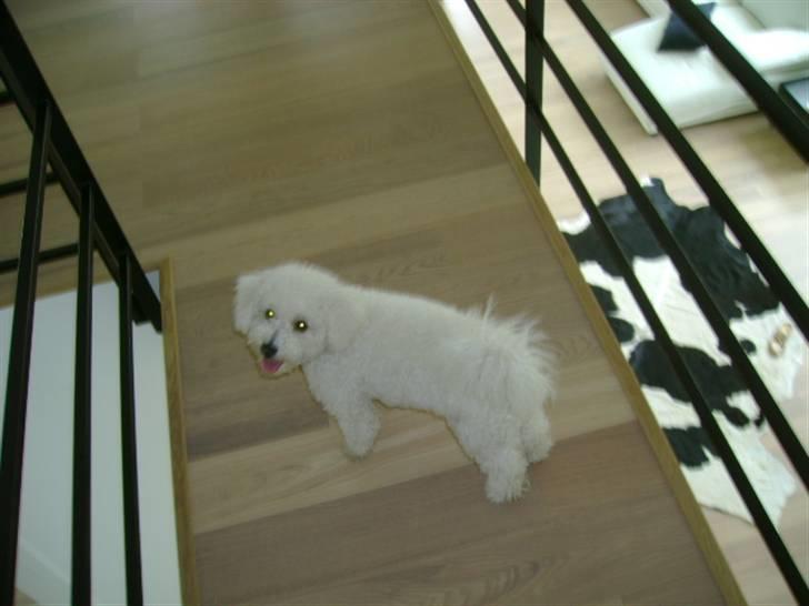 Malou (bichon frisé) - Billede fra hemsen igen.. billede 24