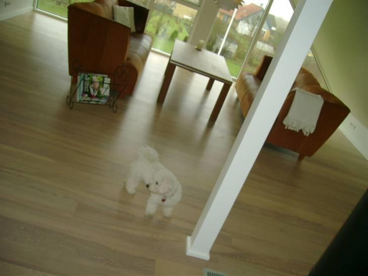 Malou (bichon frisé) - Billede fra hemsen igen,.,. billede 25