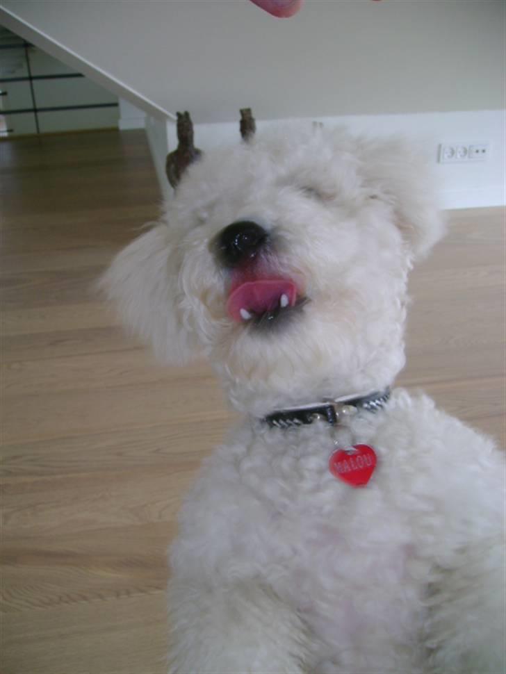 Malou (bichon frisé) - Kan næsten.... billede 26