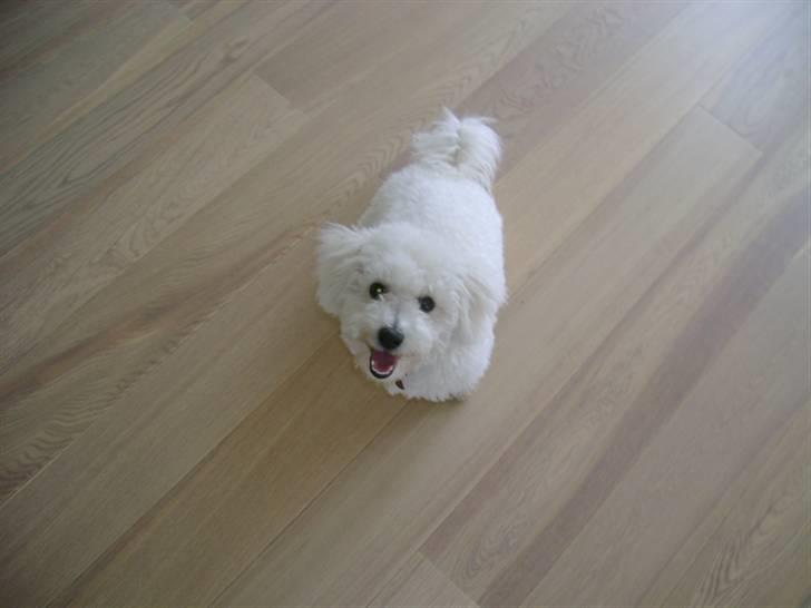 Malou (bichon frisé) - Kamera hund:-P billede 27