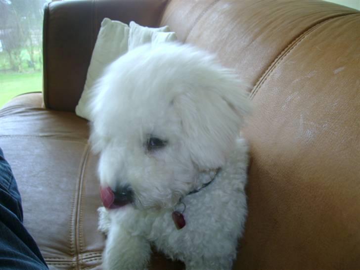 Malou (bichon frisé) - Sidder på sofaen oppe på hemsen.. billede 28