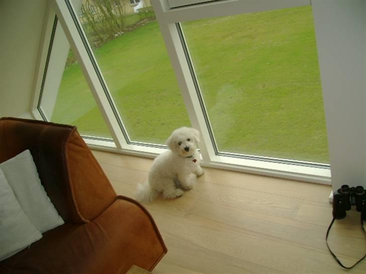 Malou (bichon frisé) - Sidder bare og kigger.. der er lidt gråt vejr--.. billede 31