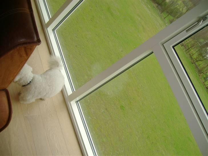 Malou (bichon frisé) - Smutter nu.. billede 32