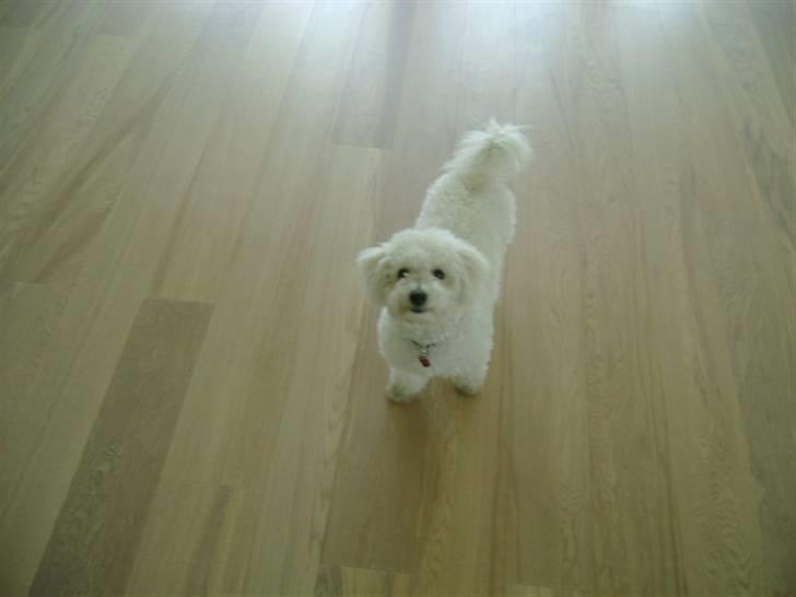 Malou (bichon frisé) - Hej igen.. billede 33