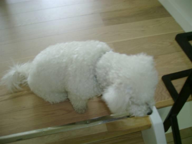 Malou (bichon frisé) - Kigger ned af trappen.. billede 34
