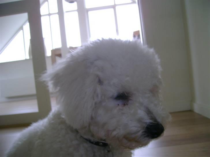 Malou (bichon frisé) - Det er bare mig... billede 36