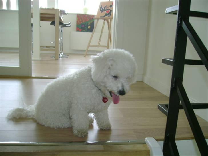 Malou (bichon frisé) - Så forpustet...... billede 37
