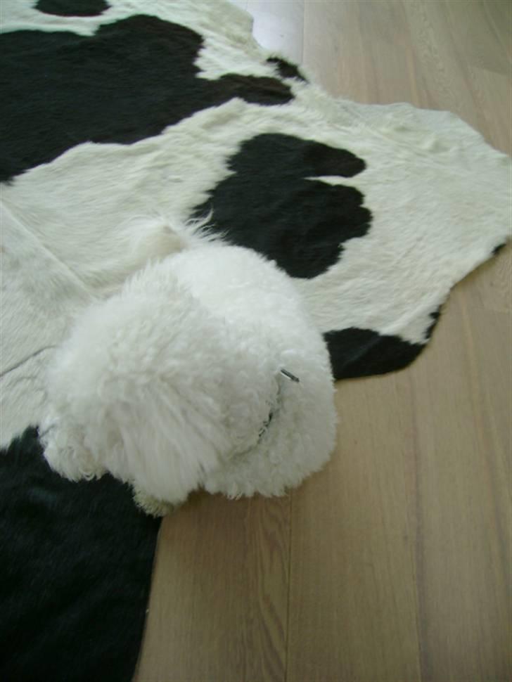 Malou (bichon frisé) - Smutter nu.. billede 39