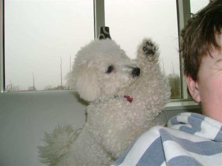 Malou (bichon frisé) - Jeg er en ninja.... billede 40