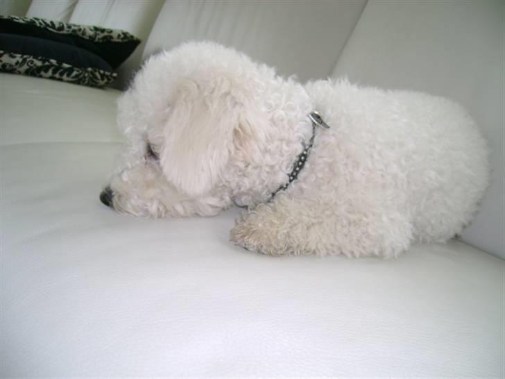 Malou (bichon frisé) - Slappe slappe slappe..... billede 41