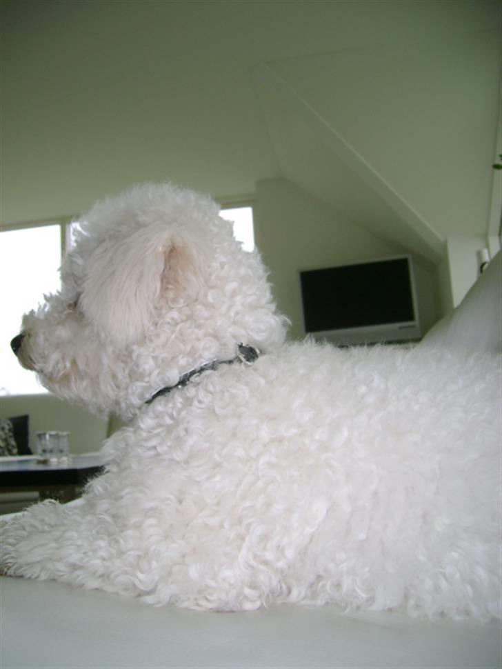 Malou (bichon frisé) - Kigger.. billede 44