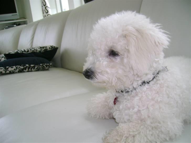 Malou (bichon frisé) - Kedeligt vejr.. billede 45
