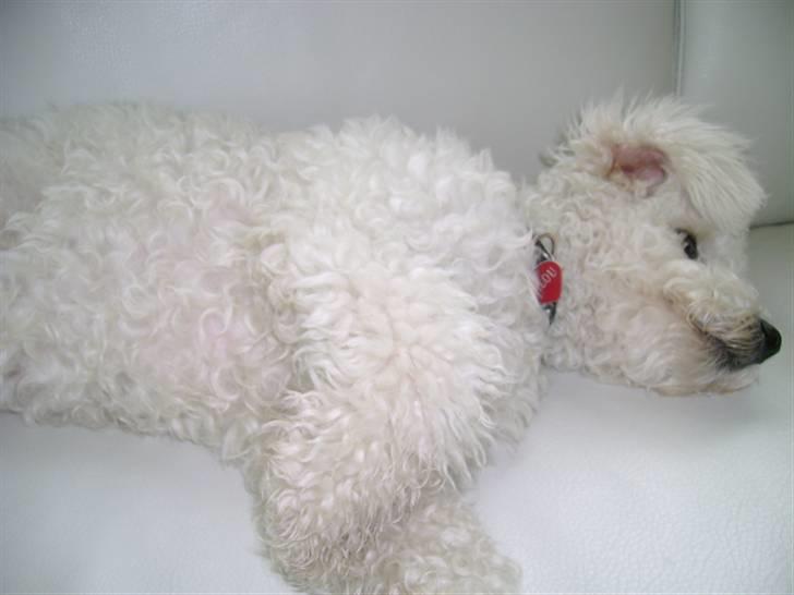 Malou (bichon frisé) - Sover.. billede 47