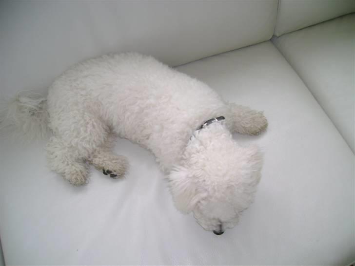 Malou (bichon frisé) - Sover... billede 48