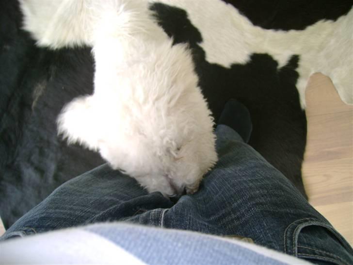 Malou (bichon frisé) - Haps.. billede 50