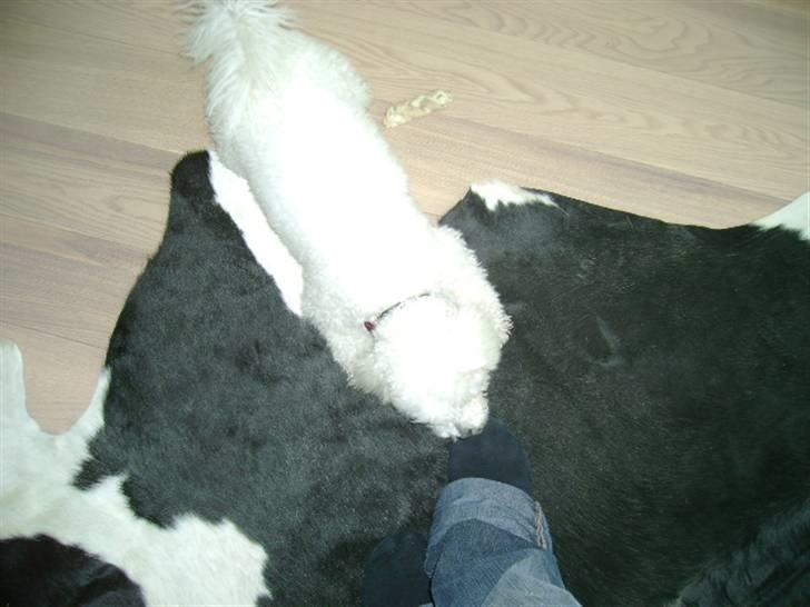 Malou (bichon frisé) - Den fod var der ikke sidst jeg kiggede... billede 51