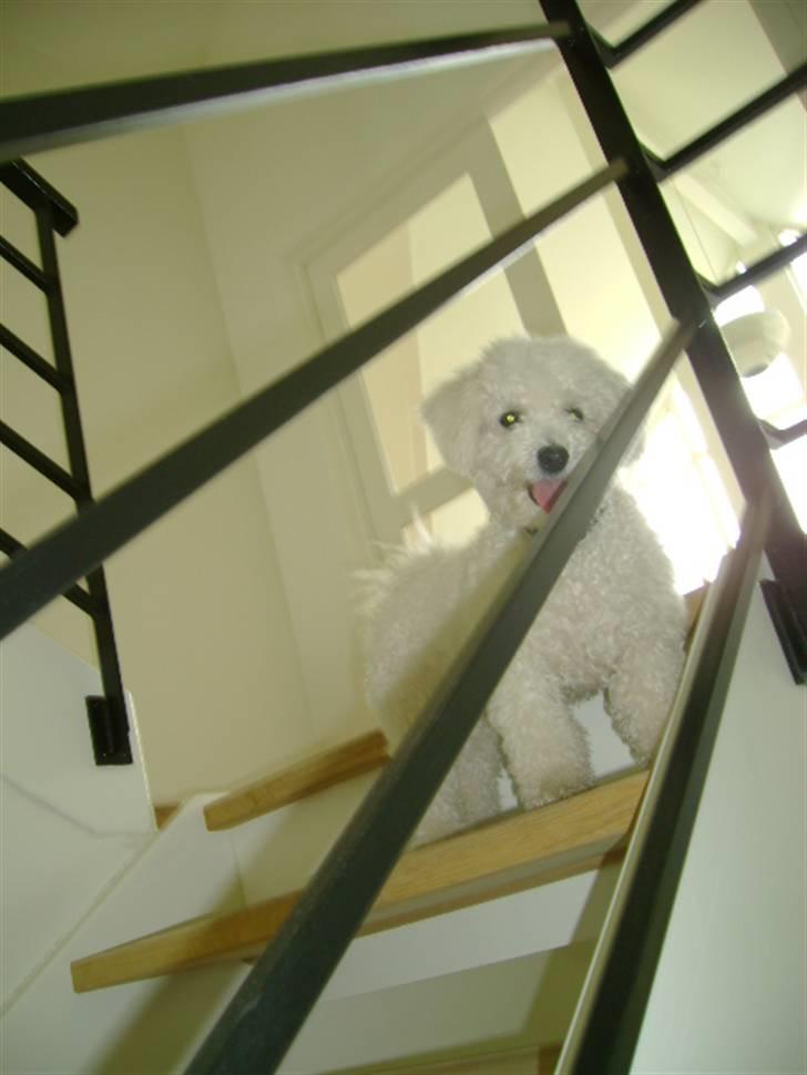 Malou (bichon frisé) - Nå..? det var bare dig?? billede 53