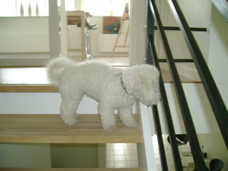 Malou (bichon frisé) - Kuk kuk.. billede 54