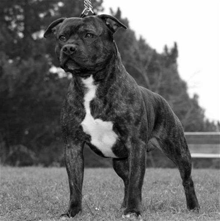 Devil og Nasty - DKCH. Enodden´s Kind Devil . d18/2-2008 billede 4