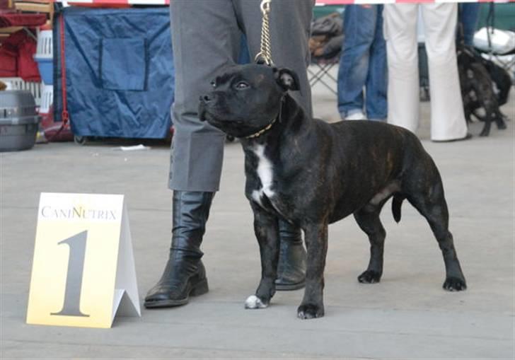 Devil og Nasty - Enodden´s Outlaw "Nasty" Vinder af åben klasse d.16/2-08 m. VDH-Cert & Cac I Rheinberg Tyskland. billede 3