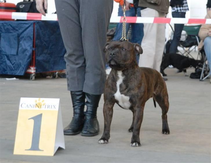Devil og Nasty - DKCH. Enodden´s Kind Devil Vinder af Champion klassen i Rheinberg Tyskland d.16/2-08 M. VDH-Cert & Cac. Sikke en dejlig dag og så på Devil´s 3 års fødselsdag. billede 2