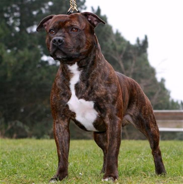 Devil og Nasty - Mors smukke Devil d.18/2-08 !!! Devil 3år. billede 1