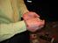 Mine slanger - Den 02.12.06 første gang ude efter den angreb mig, fordi mine finger lugtede af mus :o)
